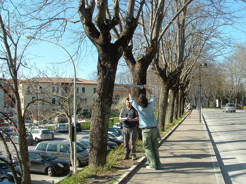 INDAGINI FITOSTATICHE, CON METODOLOGIA VTA E PROTOCOLLO SIA, DI PARTE DEGLI ALBERI DEL PARCO REGINA MARGHERITA  E VIALE STELLUTI SCALA  IN COMUNE DI FABRIANO (AN)